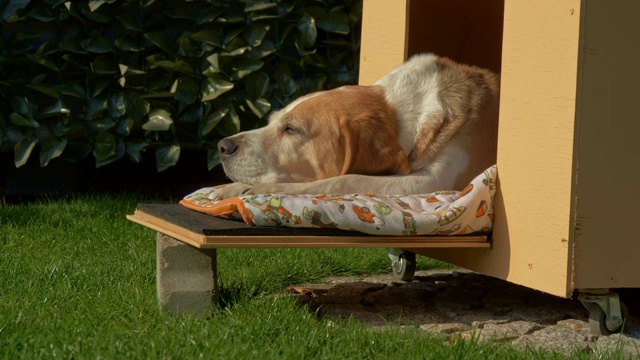 可爱的比格犬在他的狗屋休息4K视频下载