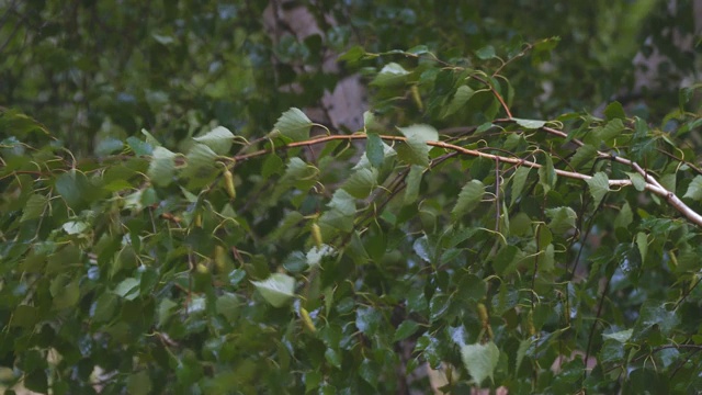 雨中潮湿的树枝和桦树叶子视频素材
