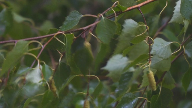 雨中潮湿的树枝和桦树叶子视频素材