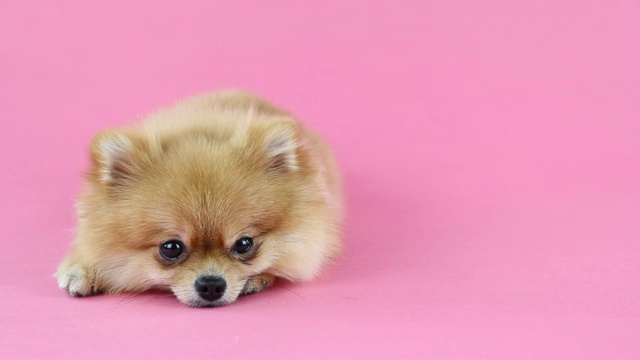 粉红色背景的博美犬。视频素材