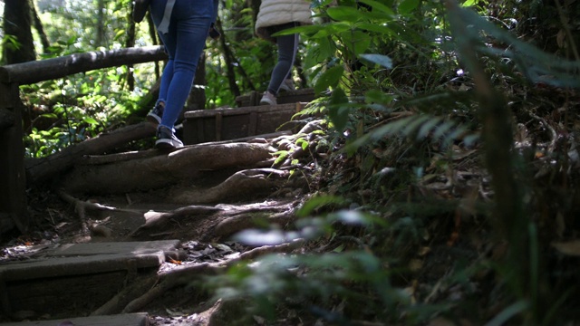 在森林中徒步旅行的旅行者视频素材