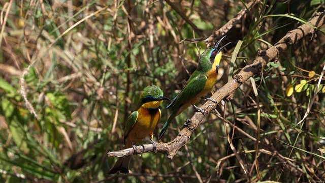 啄木鸟，小蜜蜂，成年站在树枝上，肯尼亚内罗毕公园，慢镜头视频素材