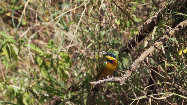 啄木鸟，成年站在树枝上，在飞行中，起飞，肯尼亚内罗毕公园，慢镜头视频素材