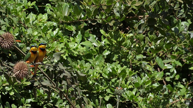 啄木鸟，成年站在树枝上，正在飞行，起飞，肯尼亚内罗毕公园，慢镜头视频素材