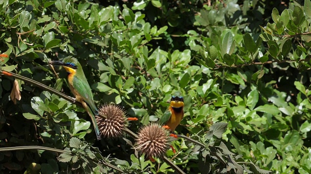 小食蜂者，merops pusillus，成年站在树枝上，捕捉蜻蜓，起飞，肯尼亚内罗毕公园，慢镜头视频素材