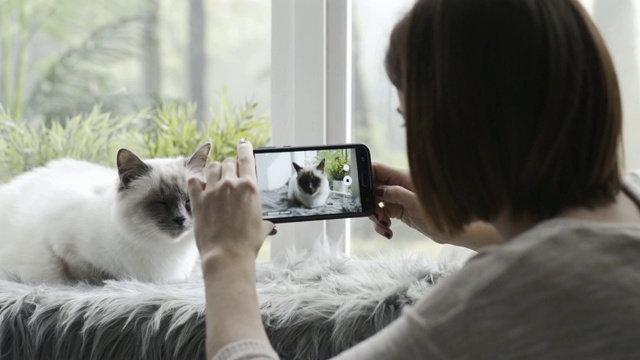 一位女士正在为她可爱的猫咪拍摄视频视频下载