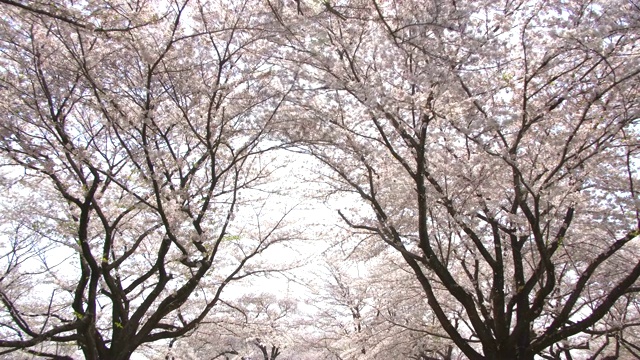 美丽的樱花，樱花，春天在日本东京视频素材
