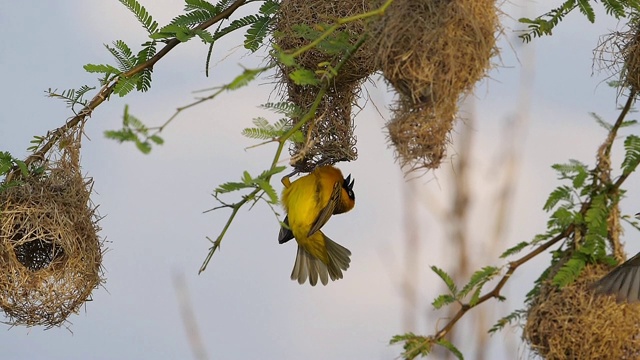 小戴面罩的织女，虎纹织女，雄性和雌性站在巢上，在飞翔，拍着翅膀，在肯尼亚的巴伦戈湖，慢镜头视频素材