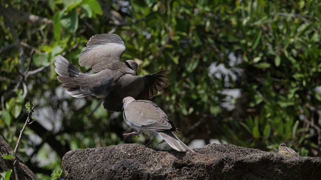 非洲哀鸽，斑鸠，飞行中的成人，肯尼亚的巴林戈湖，慢镜头视频素材
