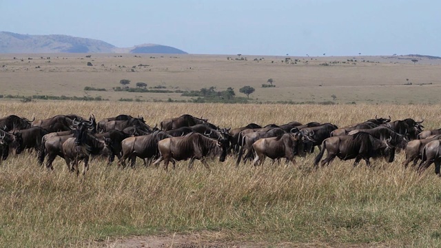 蓝色角马，观赏牛羚，迁徙中的兽群，肯尼亚马赛马拉公园，慢镜头视频素材
