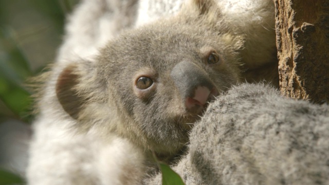 在澳大利亚东部的桉树上，小考拉在妈妈的怀抱里视频素材