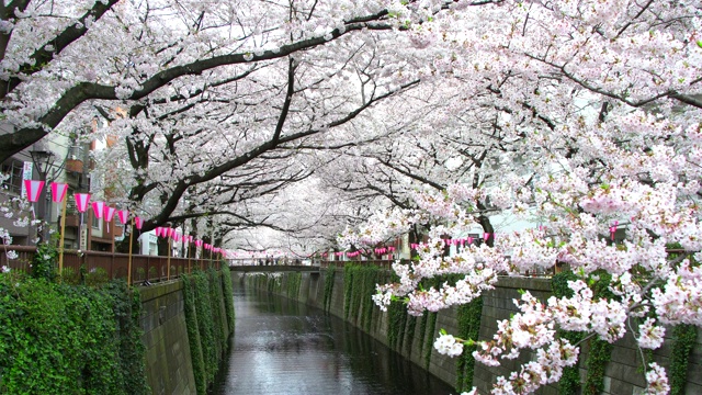 美丽的樱花或樱花盛开的春天日本东京目黑河视频素材
