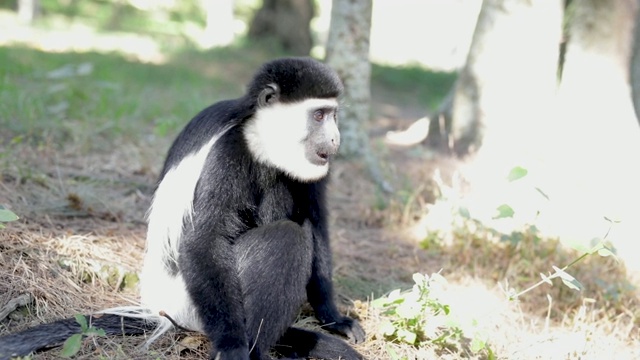 “黑白疣猴”正在埃塞俄比亚进食视频素材