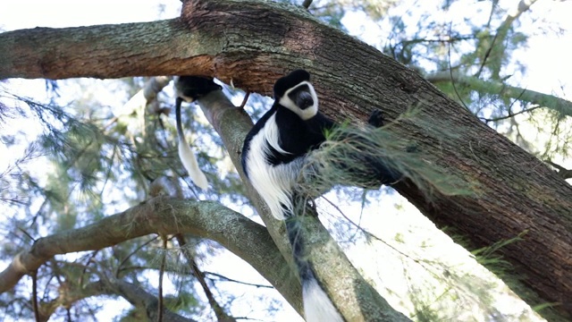“黑白疣猴”正在埃塞俄比亚爬树视频素材