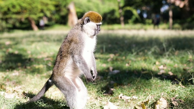 埃塞俄比亚的“长尾猴”视频素材