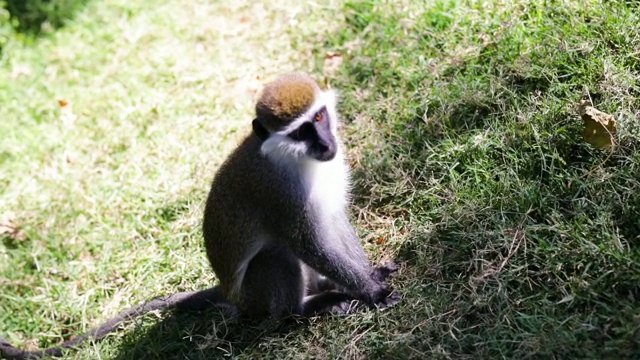 埃塞俄比亚的“长尾猴”视频素材