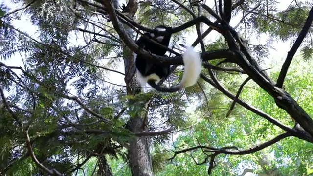 在埃塞俄比亚，“黑白疣猴”正在爬树视频素材