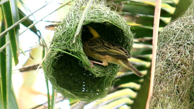 鸟类在自然界的椰子树上筑巢视频下载