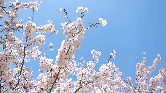 樱花盛开的风景视频素材