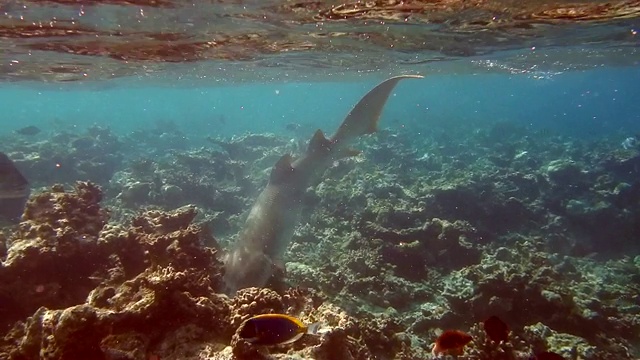 灰色礁鲨在马尔代夫礁湖狩猎的未经编辑的视频视频下载