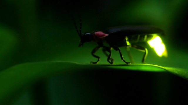 萤火虫。视频素材