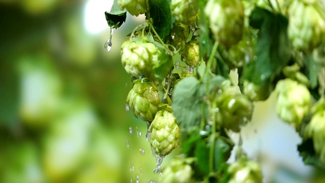 雨天种植园上的啤酒花枝条，慢镜头180帧/秒视频素材
