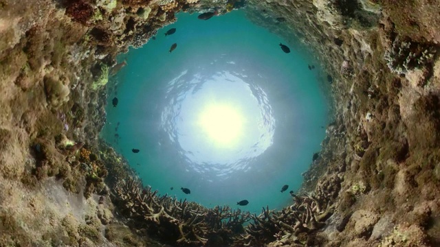 珊瑚礁和热带鱼视频下载