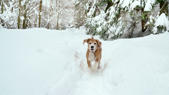 有趣的小猎犬在雪地里奔跑的4K视频视频素材