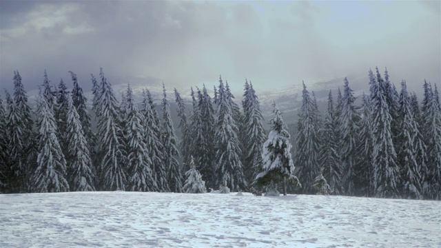 冬天的森林里有暴风雪。视频下载