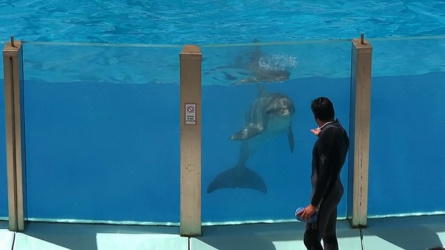 海豚训练师HD视频素材