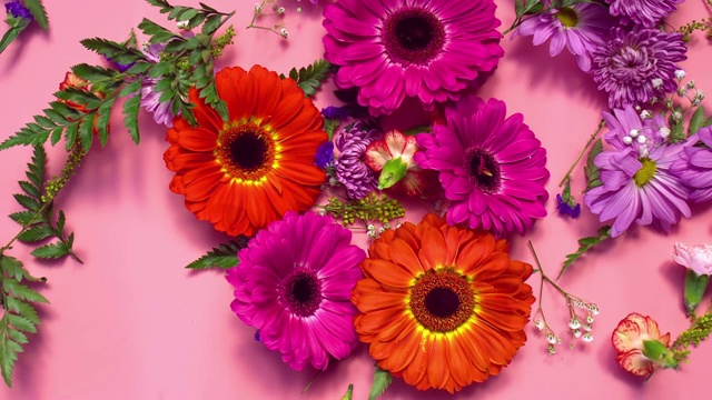 慢镜头，一组鲜艳的彩色花头在粉红色的背景下向镜头呈心形并爆炸视频素材
