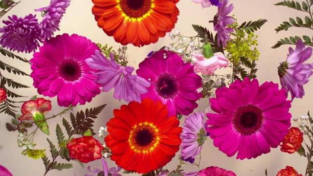 一组色彩鲜艳的花头在米色背景上跳跃和飞溅视频下载