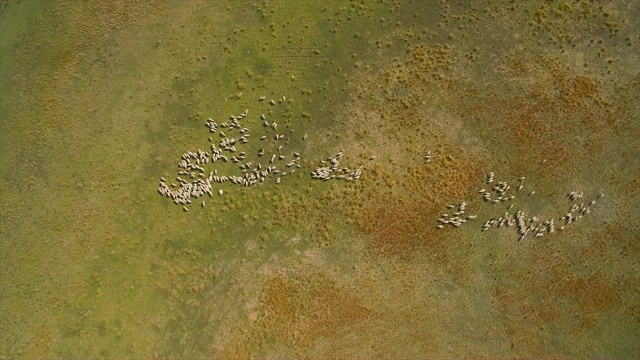 鸟瞰呼伦贝尔草原上的绵羊(中国内蒙古)视频素材