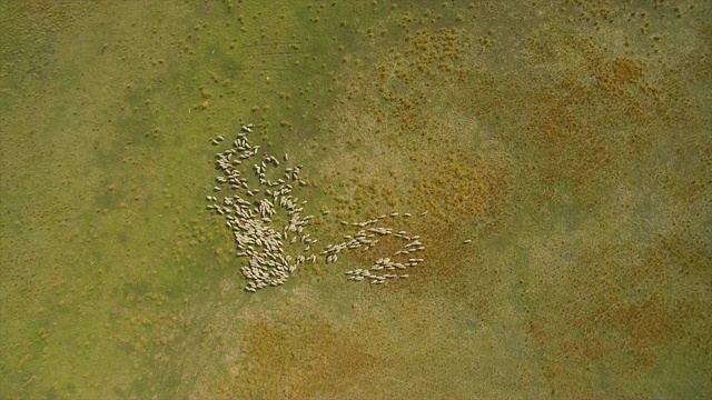 鸟瞰呼伦贝尔草原上的绵羊(中国内蒙古)视频素材
