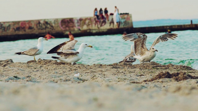 海鸥在沙滩上寻找食物。视频素材