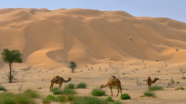 阿拉伯沙漠的野骆驼-阿曼的空区视频素材