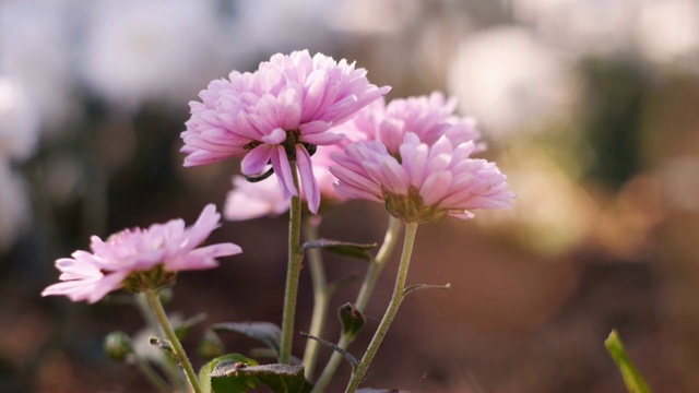 摄影-放大到自然界的菊花花坛视频素材