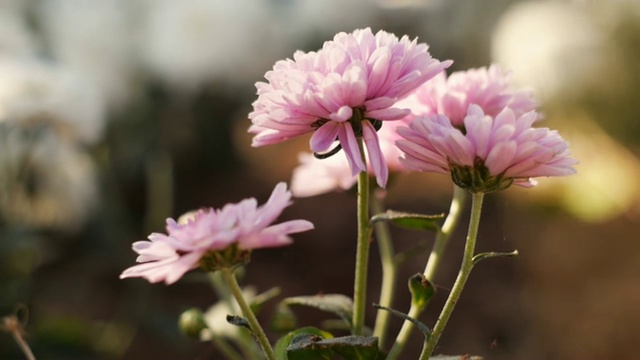 摄影-菊花在大自然的花坛视频素材