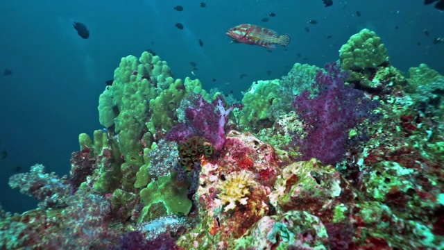 泰国欣芒市生机勃勃的珊瑚礁上的珊瑚石斑鱼视频素材