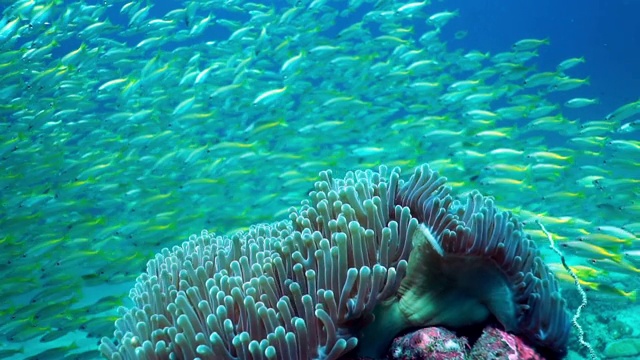 海底臭鼬海葵鱼(Amphiprion ephippium)华丽海葵珊瑚小丑鱼，鱼群在背景视频下载
