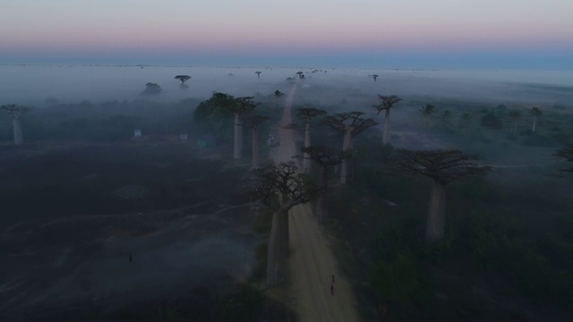 低低地飞过美丽的猴面包树大道，晨雾笼罩着树梢。空中无人机视频。马达加斯加视频下载