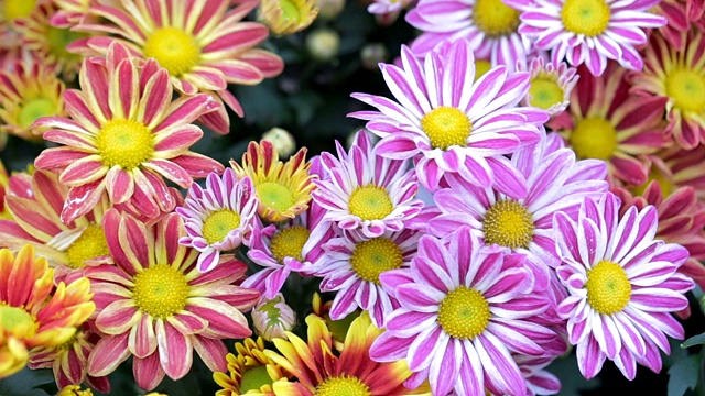 雏菊花和绿叶背景在阳光明媚的夏季或春天的花园，用于美容装饰和农业设计。视频下载