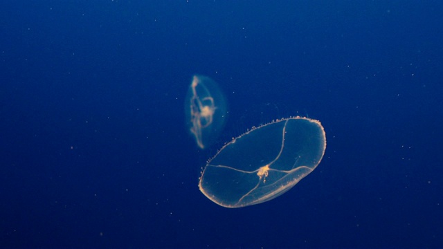 水母在深蓝色的海里游泳视频素材