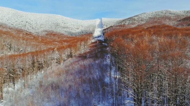 飞越冬山，从上面俯瞰针叶林冬景，从空中俯瞰一片冬松林里的积雪视频下载