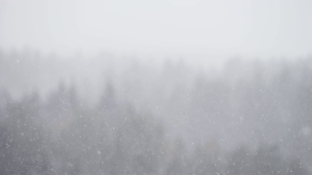 在冬季阴天的暴风雪天气中，从云杉树林高处俯瞰树木视频素材