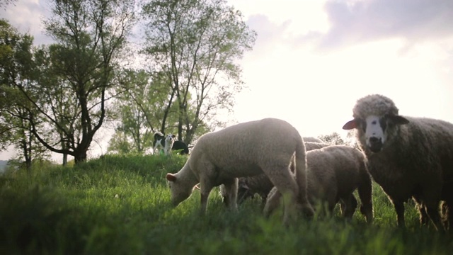 在草地上吃草的绵羊视频素材