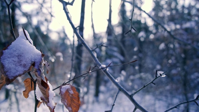 雪中的森林视频下载