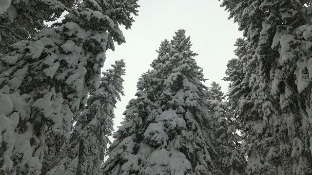 雪中的云杉森林。森林里的暴风雪。斯洛伐克视频下载