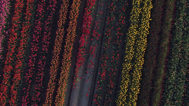 无人机拍摄的郁金香花地里长着一排排的庄稼。视频下载