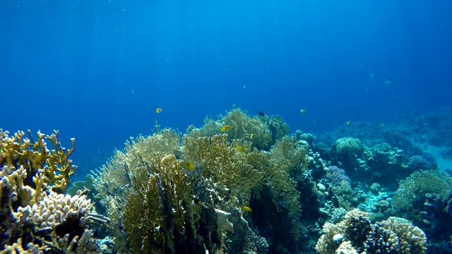 浅层拍摄的视频。珊瑚和热带鱼。视频素材